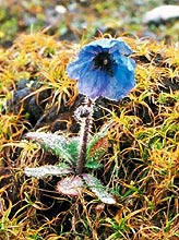 blue poppy