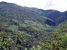 Bhutanese forest