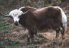 04Yak