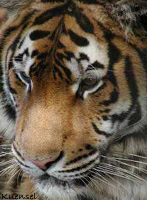 Bengal tiger