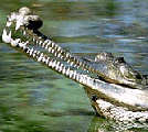 Gharial