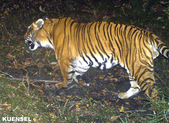 Bengal tiger