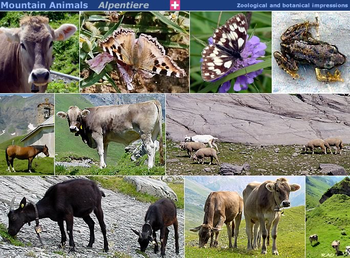 Swiss Alpine Animals