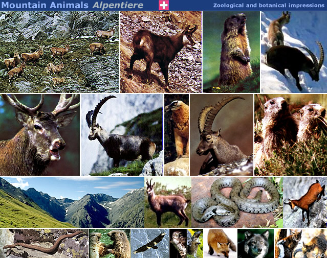 Swiss Alpine Animals