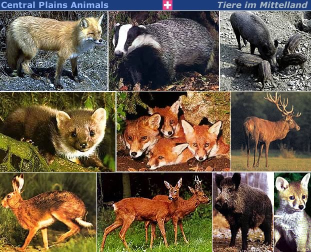 Animals plains