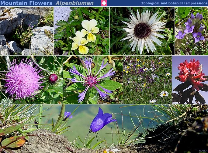 Swiss Flowers