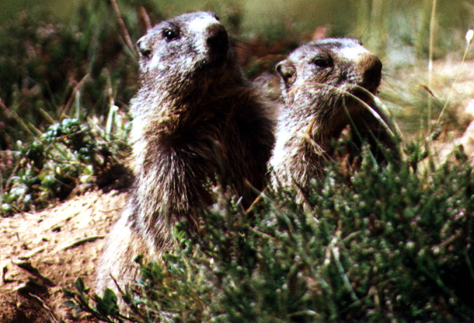 Murmeli - Marmot