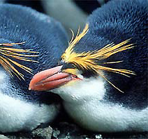 Pinguine