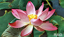 Lotus flower