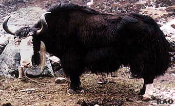 Yak