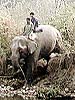 Chitwan