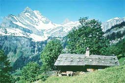 Braunwald