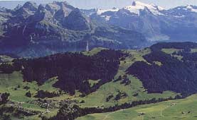 Wirzweli