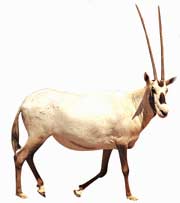 Oryx