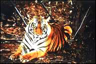 Bengal tiger